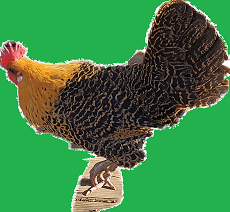 Goldie Hen